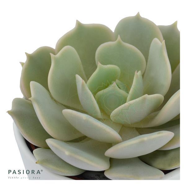 pasiora-echeveria-lola-hybrid-sukkulente-5-5cm image 2