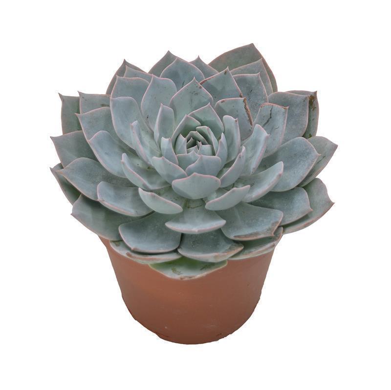 pasiora-echeveria-branco-sukkulente-im-12cm-topf image 3