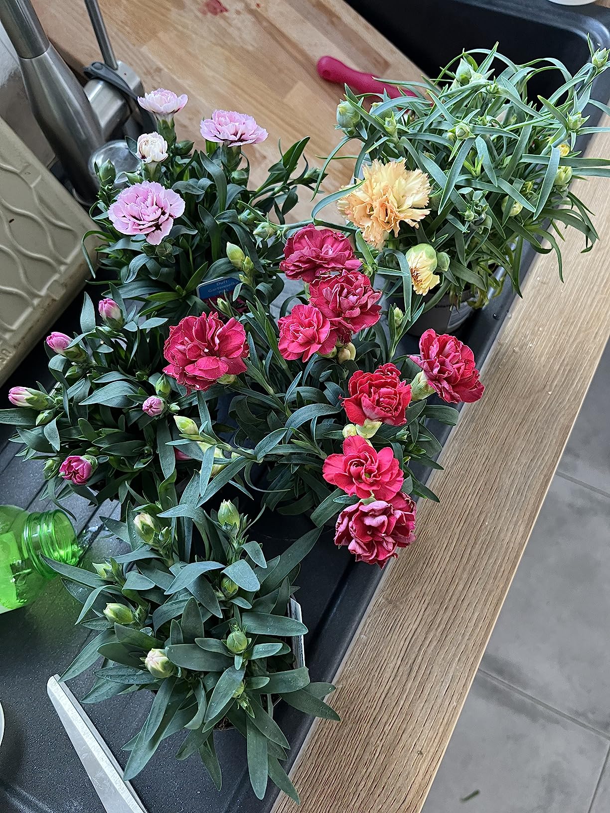 Kräftige Pflanzen, schöne Farben