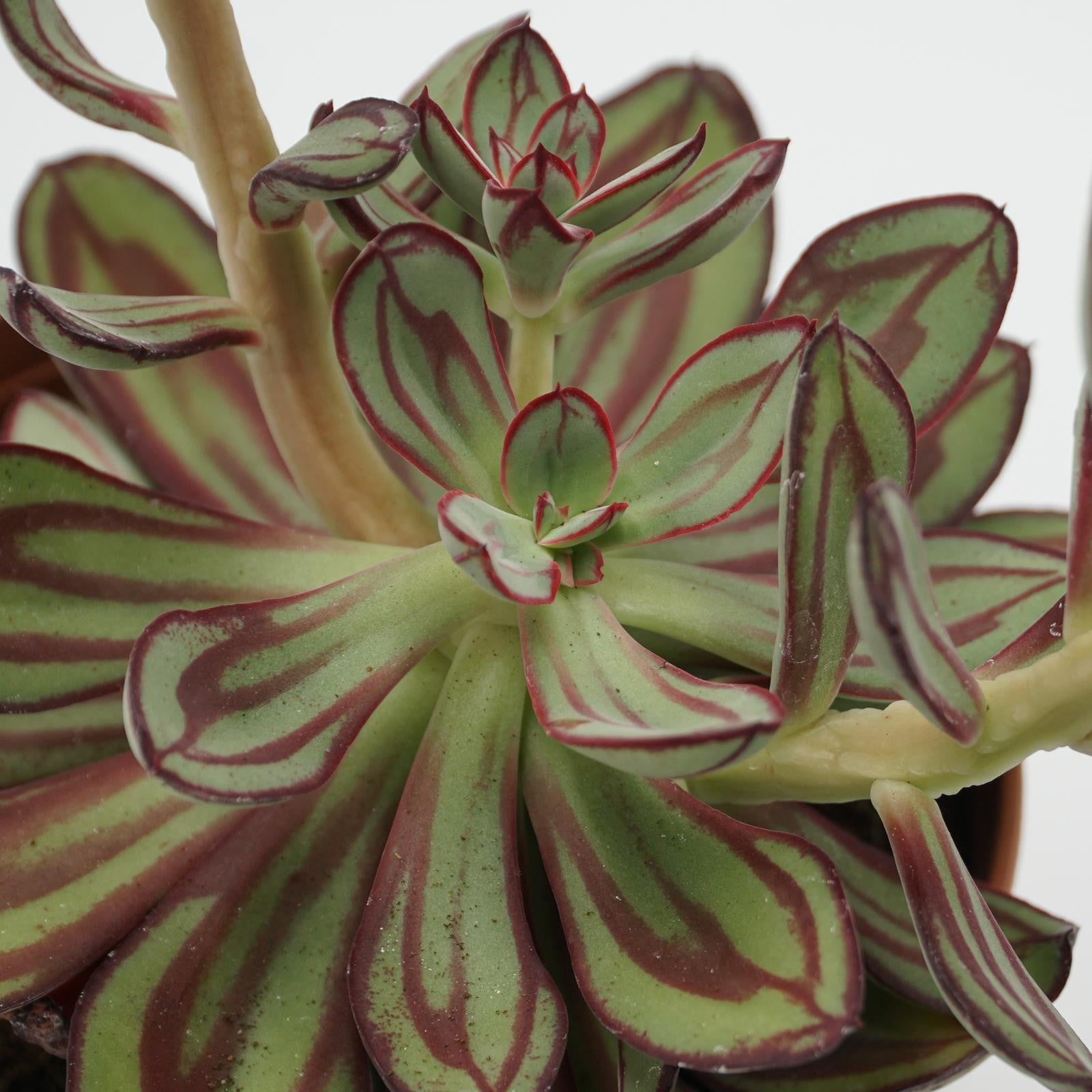 pasiora-echeveria-nodulosa-sukkulente-14-cm image 3