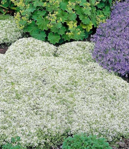 baldur-garten-wei-er-polsterthymian-3x-im-9x9-cm-topf-thymus-praecox-albiflorus image 2