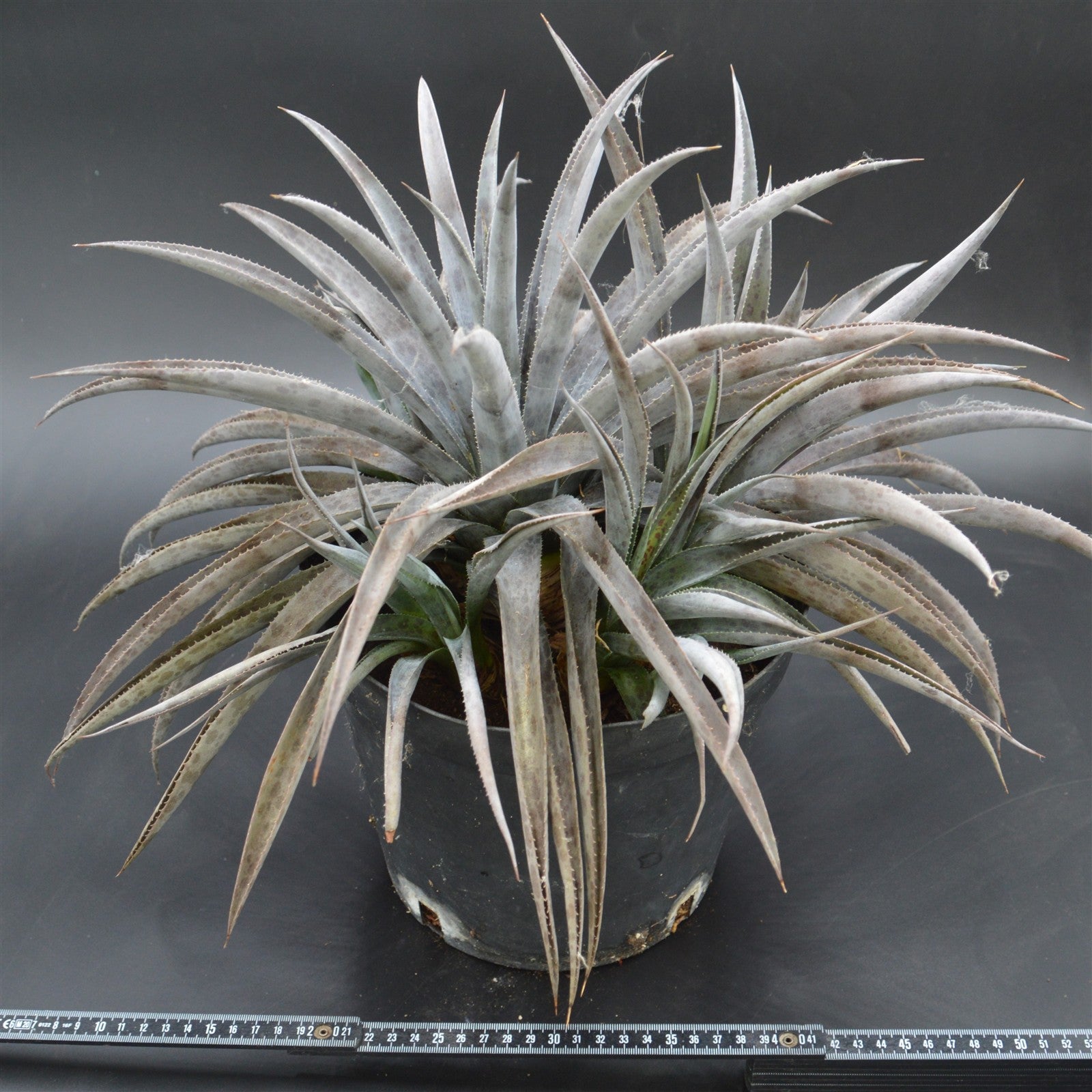 pasiora-mangave-pineapple-express-xxl-sukkulente-einzelst-ck image 2