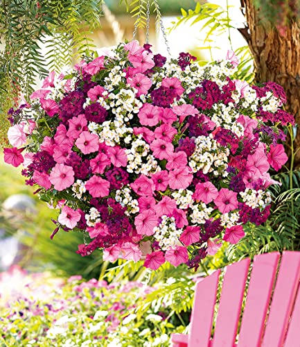 baldur-garten-sommerblumen-set-bubblegum-mix-3-pflanzen-im-10-5-cm-topf image 6