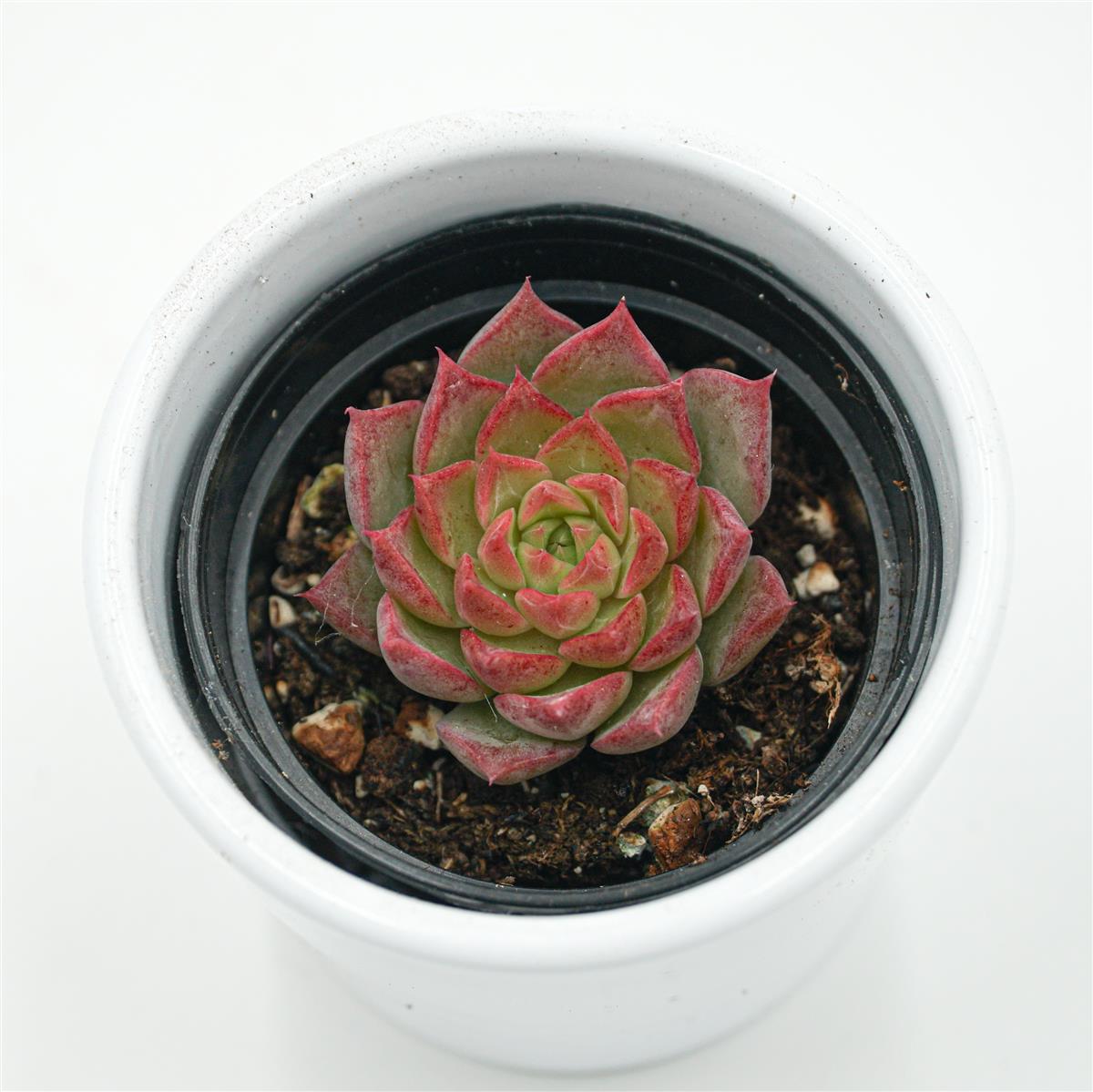 pasiora-echeveria-conch-sukkulente-6cm-topf image 1
