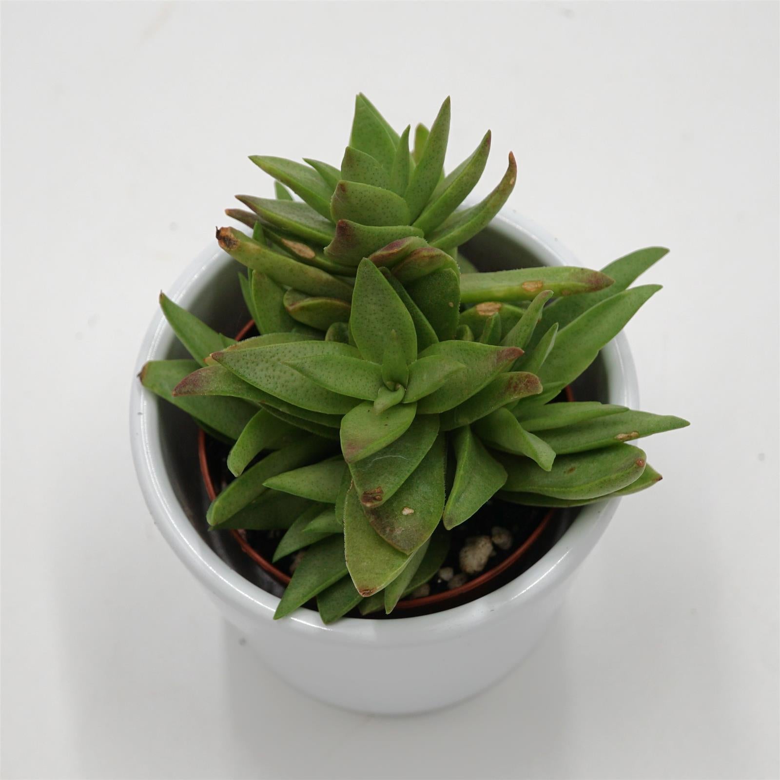 pasiora-crassula-capitella-dickblatt-sukkulente-5-5cm image 1