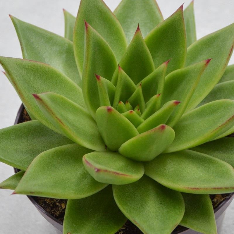 pasiora-echeveria-agavoides-lipstick-sukkulente-17cm image 1