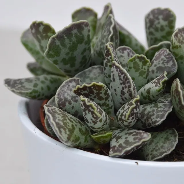 pasiora-adromischus-cooperi-kiebitzei-sukkulente-12-cm image 1