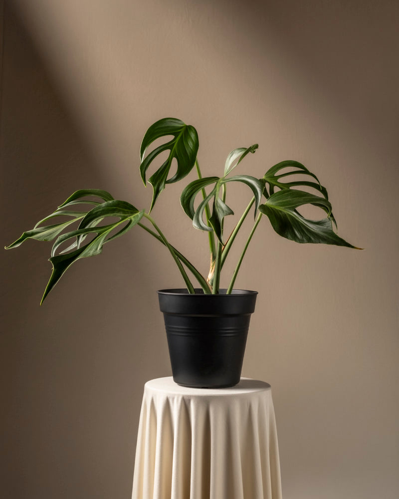 feey-monstera-burle-marx-flame-rarit-t-gro image 3