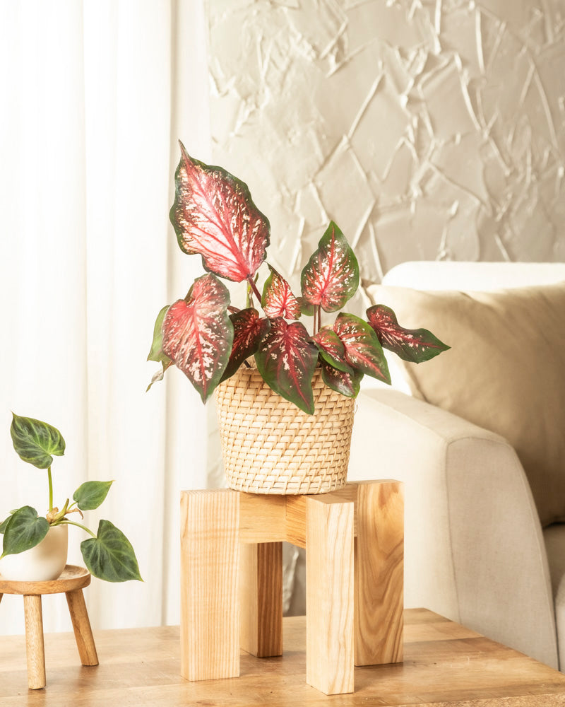 feey-caladium-desert-sunset-zimmerpflanze-klein-mittel image 4