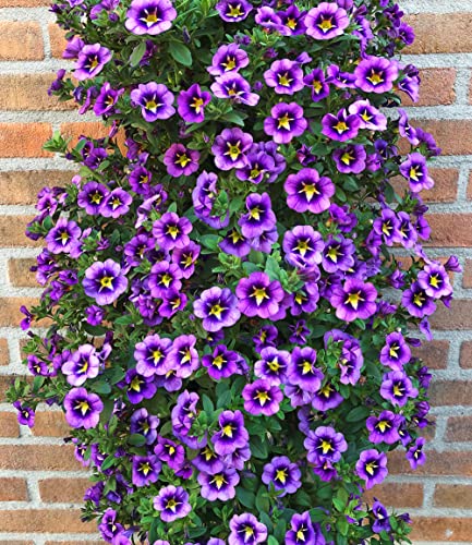 baldur-garten-zaubergl-ckchen-cabaret-bumble-bee-blue-3-pflanzen image 8