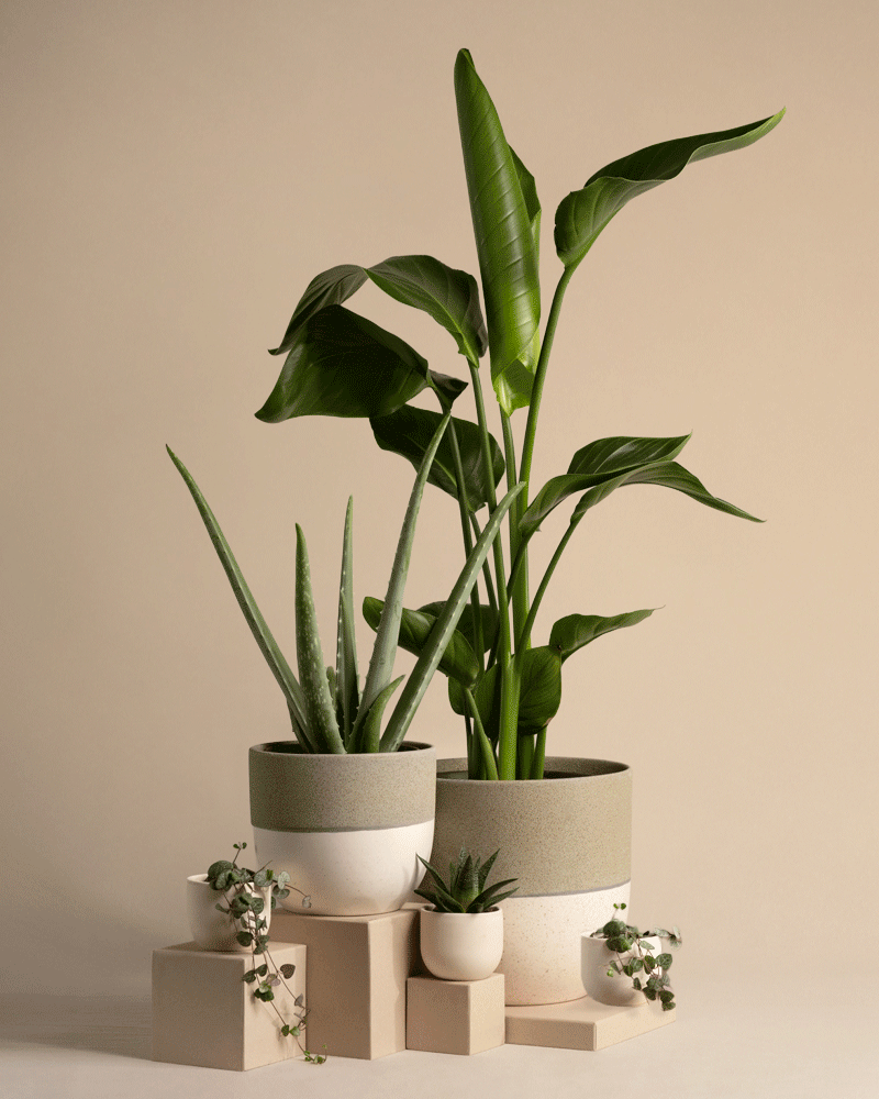 feey-pflanzen-set-f-r-viel-licht-5-zimmerpflanzen-mit-strelitzie-und-aloe image 6