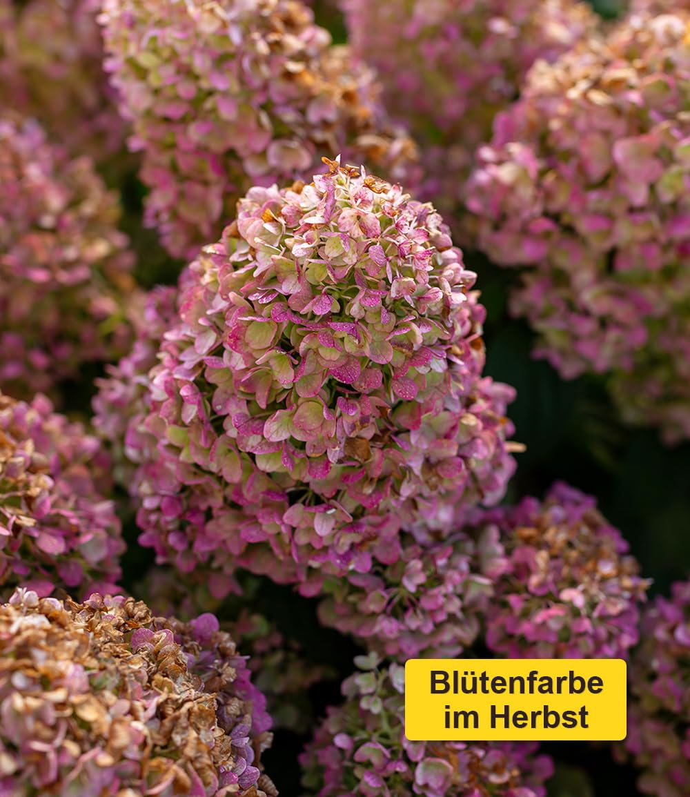 baldur-garten-rispenhortensie-little-hottie-im-9x9-cm-topf image 4