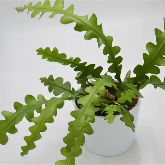 pasiora-epiphyllum-anguliger-blattkaktus-10-5-cm-topf image 1