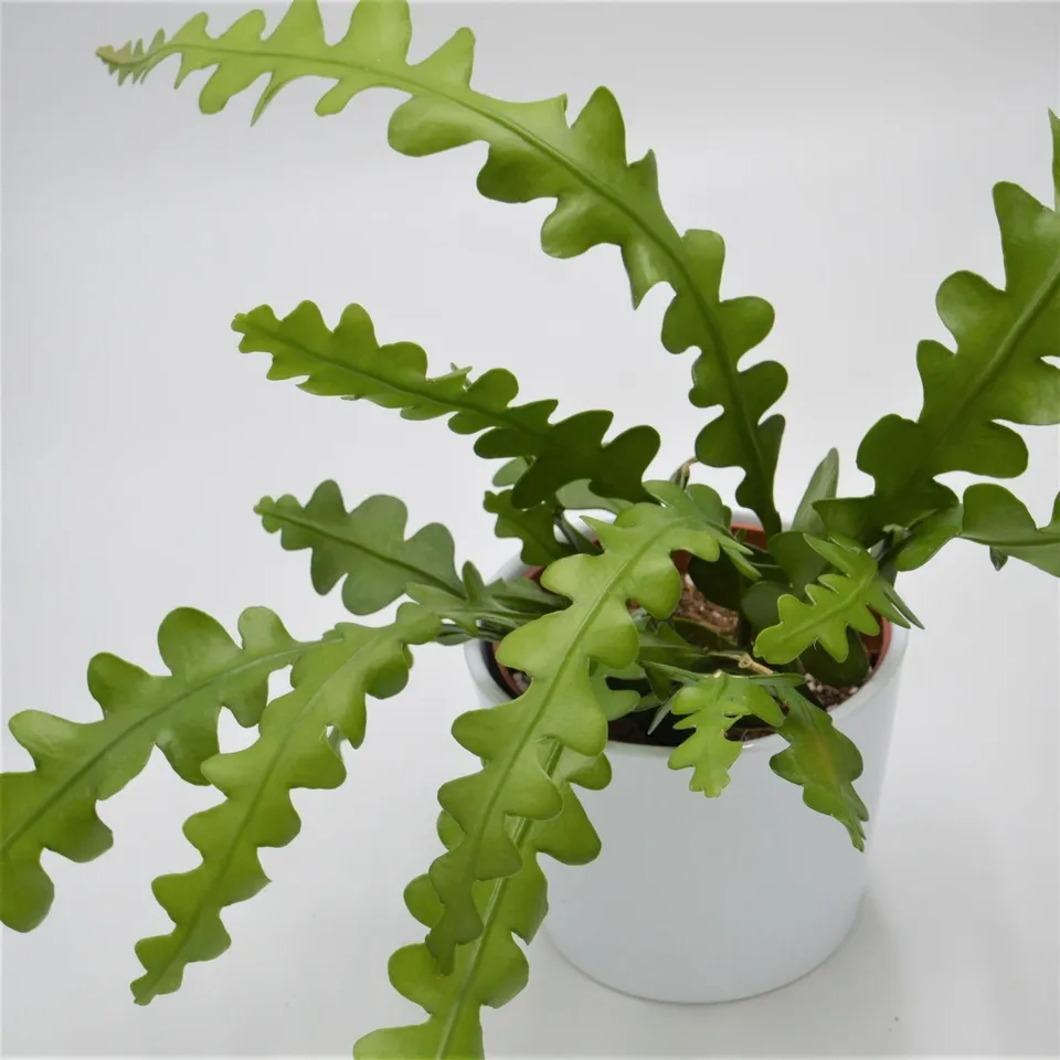 pasiora-epiphyllum-anguliger-blattkaktus-10-5-cm-topf image 1