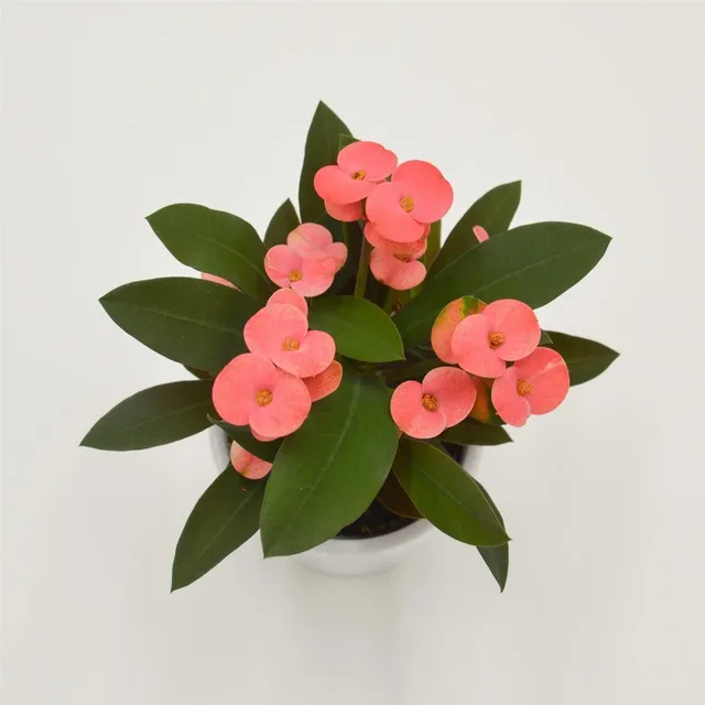 pasiora-euphorbia-milii-athene-pink-christusdorn-6cm-topf image 1